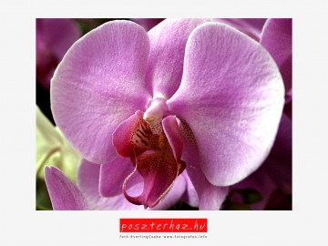 Orchidea III Orchidea III