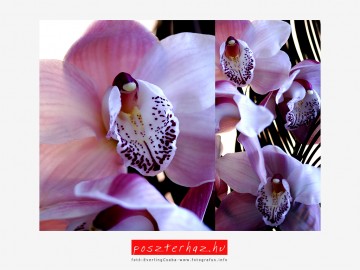 Orchidea II Orchidea II