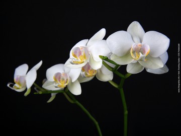 Orchidea I Orchidea I