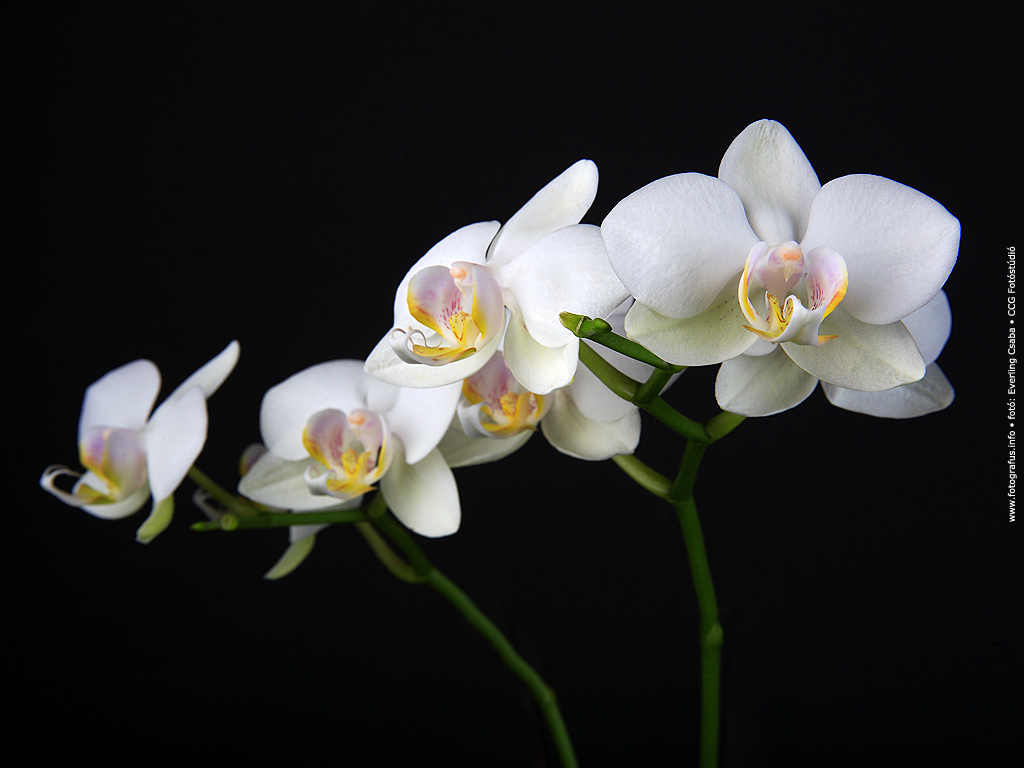 orchidea_0001.jpg