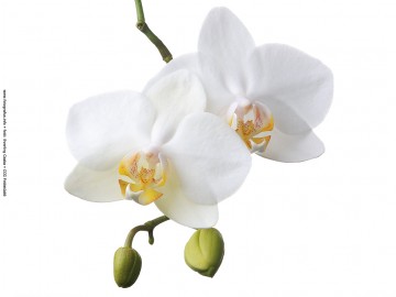 Orchidea II Orchidea II