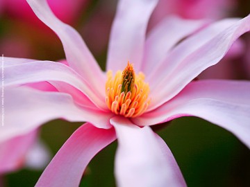 magnólia virág fotók
