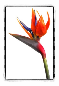 flower (1)