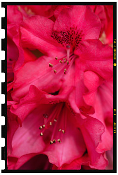 virág fotózás fotóstúdióban 2